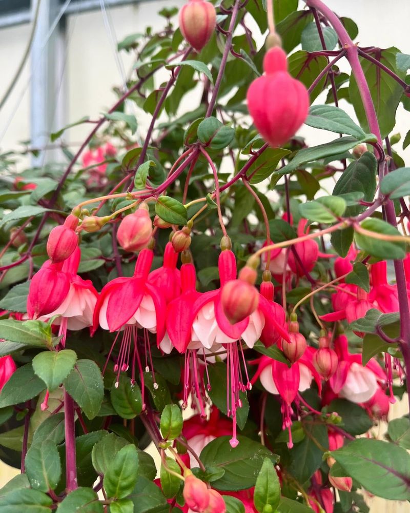 Fuchsia: Elegant Dancing Blooms