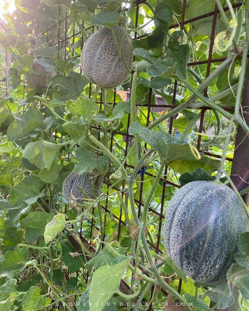 Melons: Space-Hungry Sweet Seekers