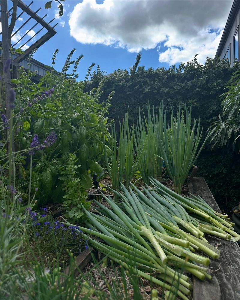 Green Onions That Stay Slender