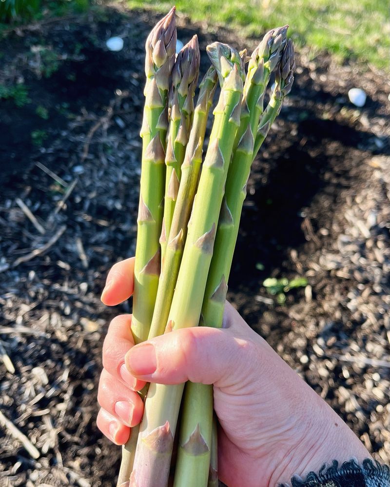 Asparagus