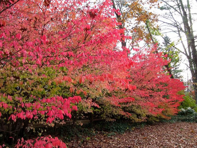 Winged Euonymus (Euonymus alatus 'Compactus')