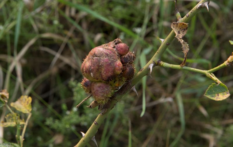 Gall Formation