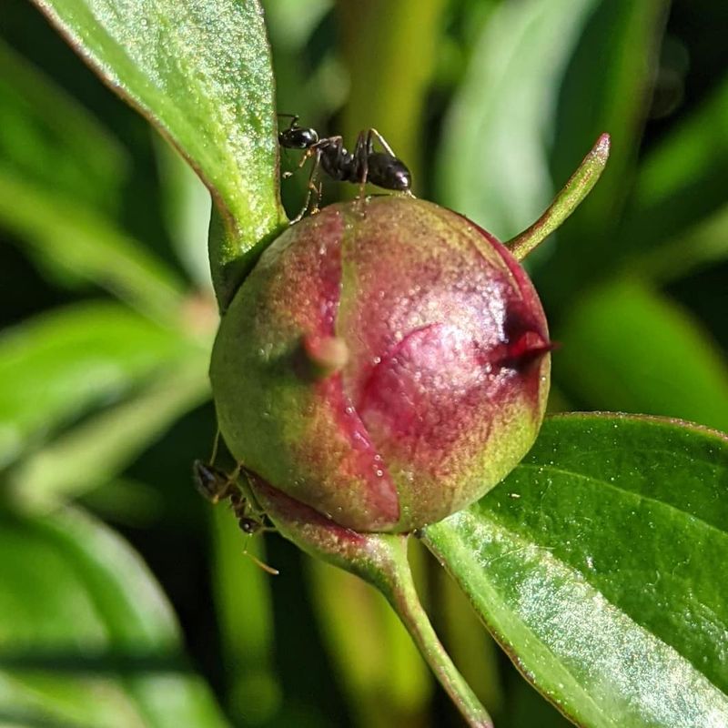Ant Relationships Explained