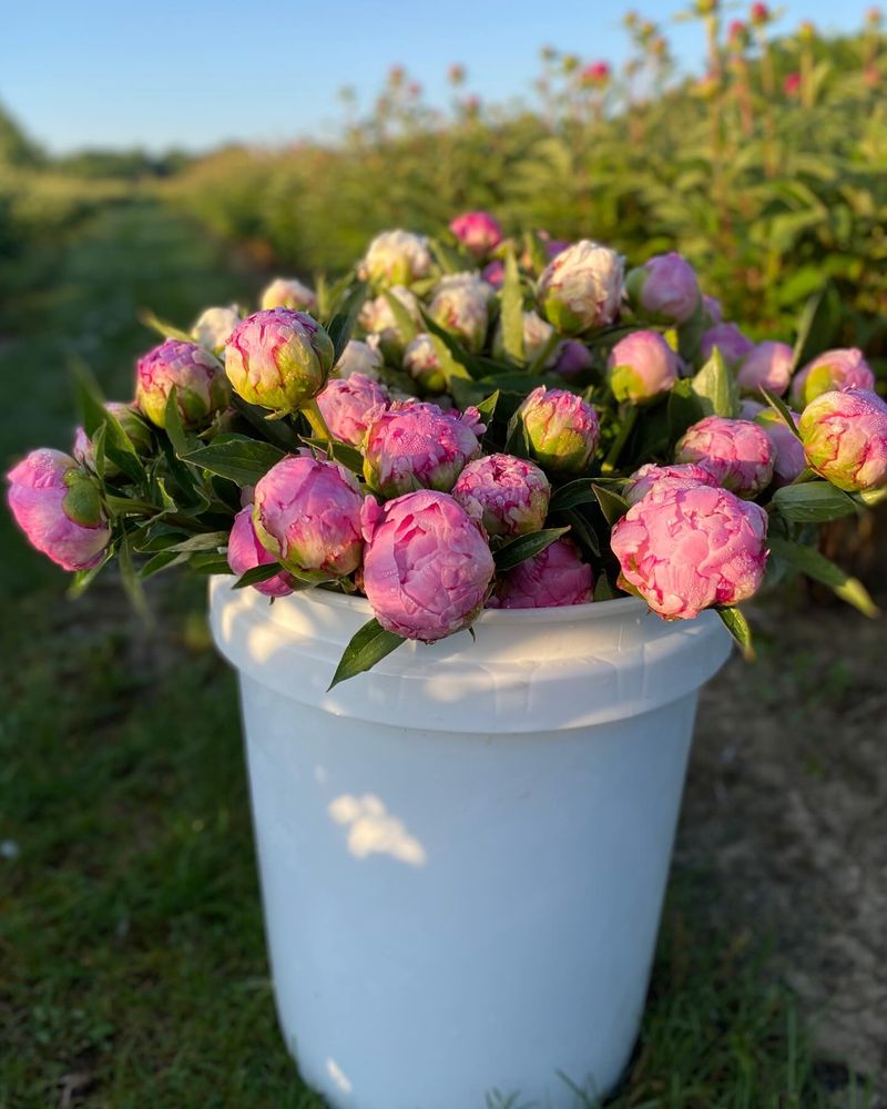 Cut Flower Preservation