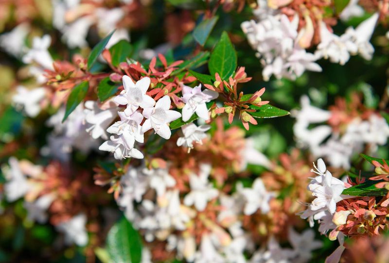Abelia Grandiflora ‘Prostrata’