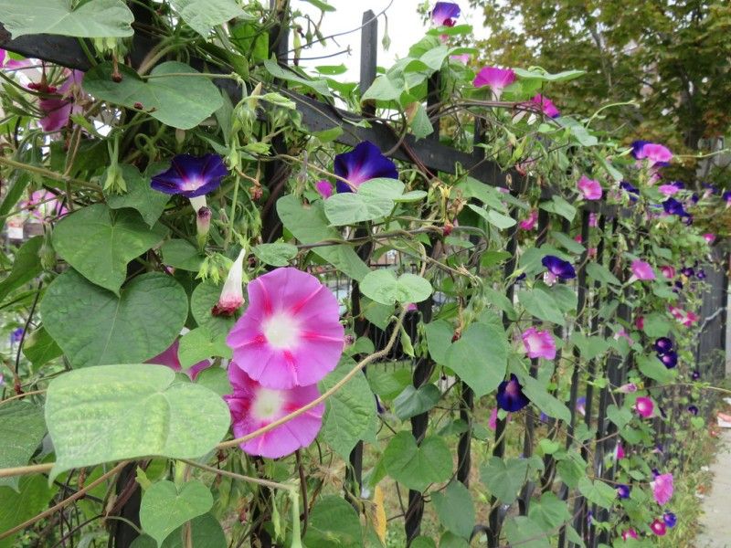 Morning Glory: Beautiful But Boundless