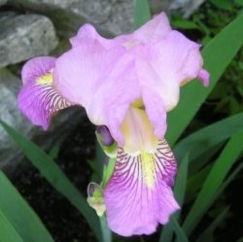 Draw An Iris Garden Map