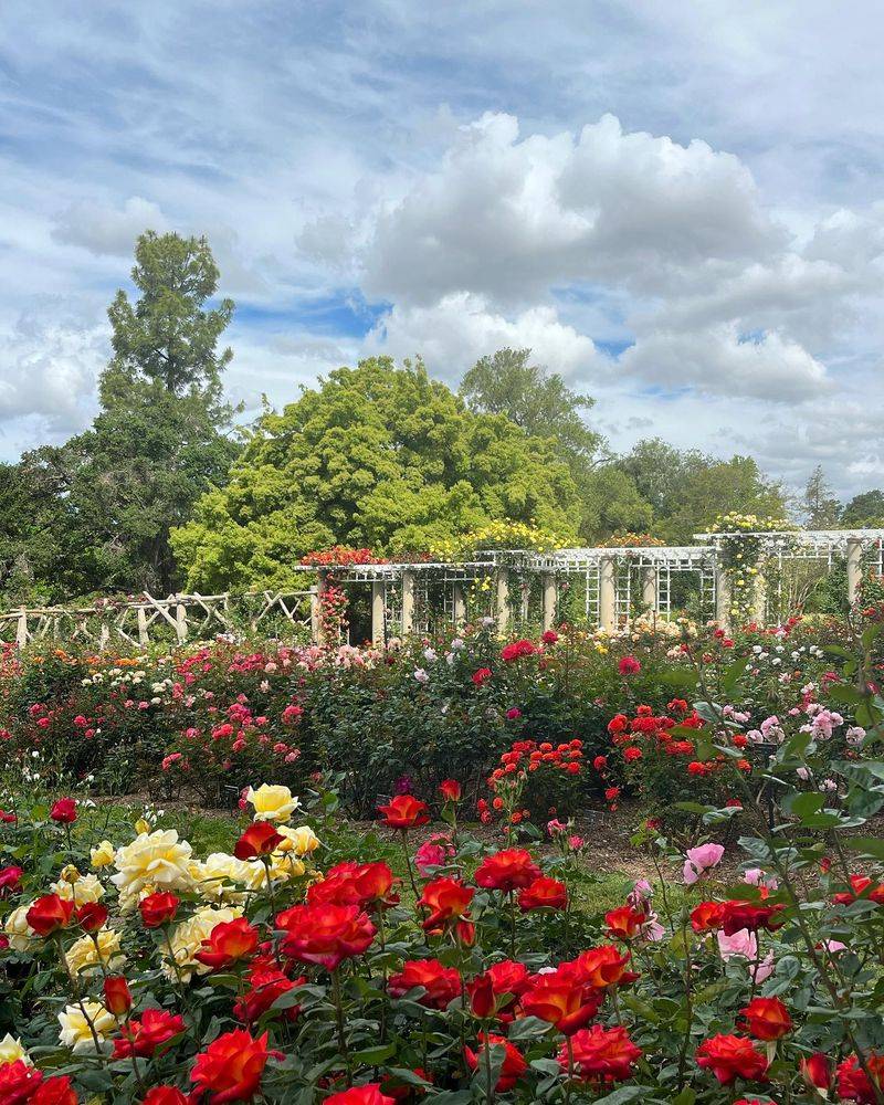 Cultivate a Stunning Rose Garden