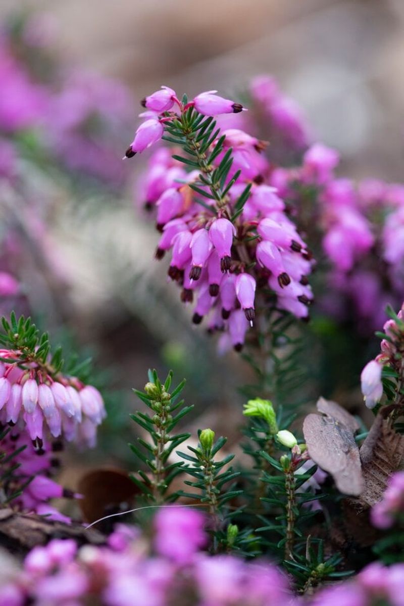 Winter Heath (Erica carnea)