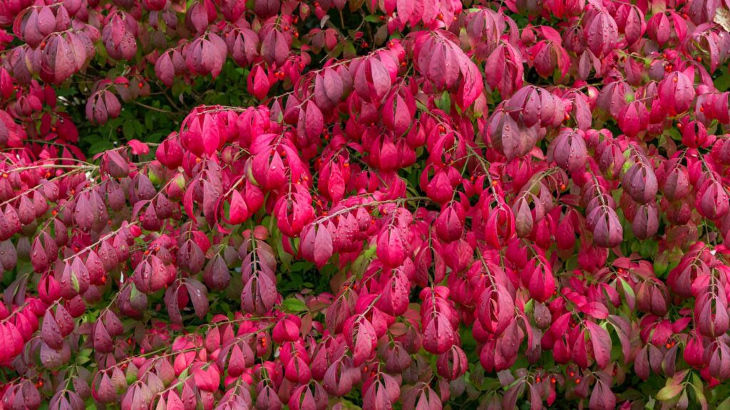 Burning Bush