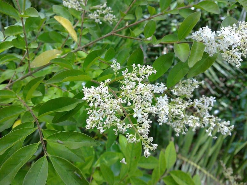 Privet (Ligustrum species)