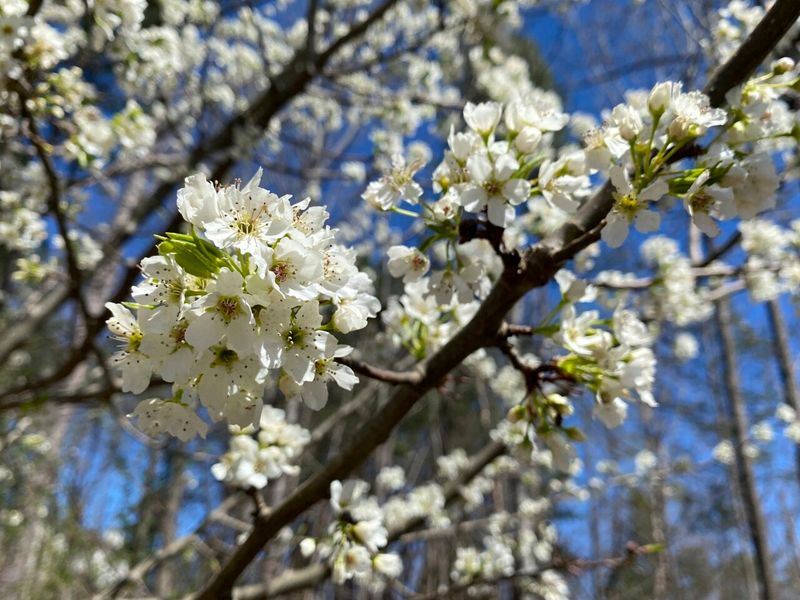 Callery Pear's Wild Offspring
