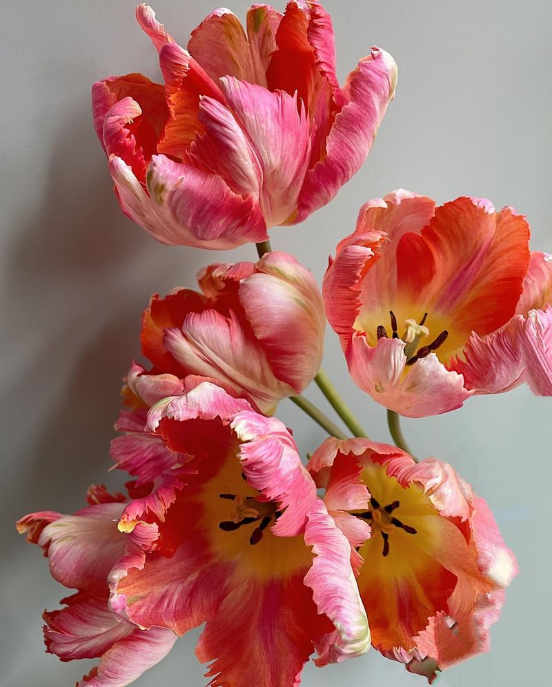 Crimson and Pink: Valentine's Garden