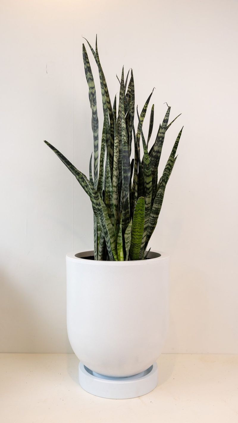 Snake Plant