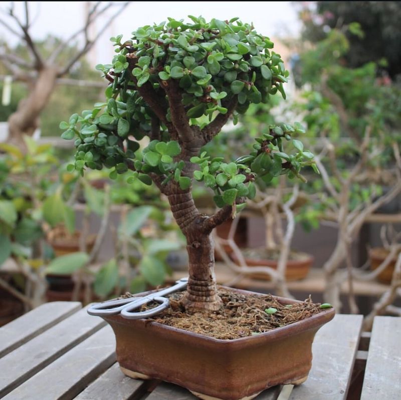 Jade Plant