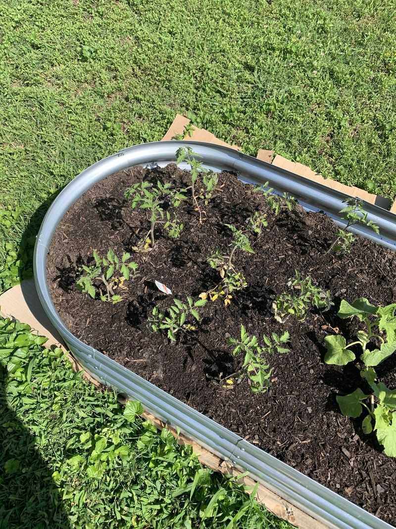 Add Bone Meal to Planting Holes