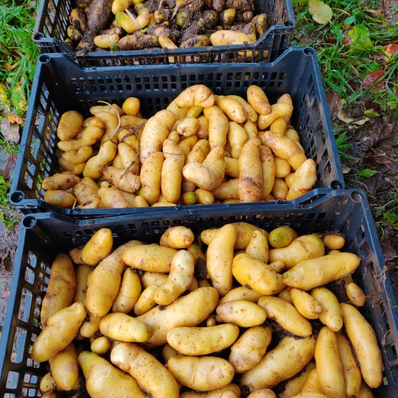Fingerling Potatoes