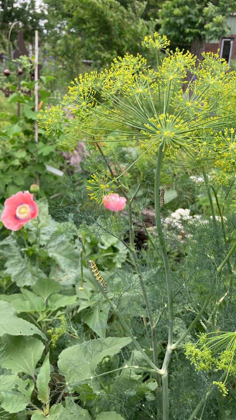 Dill