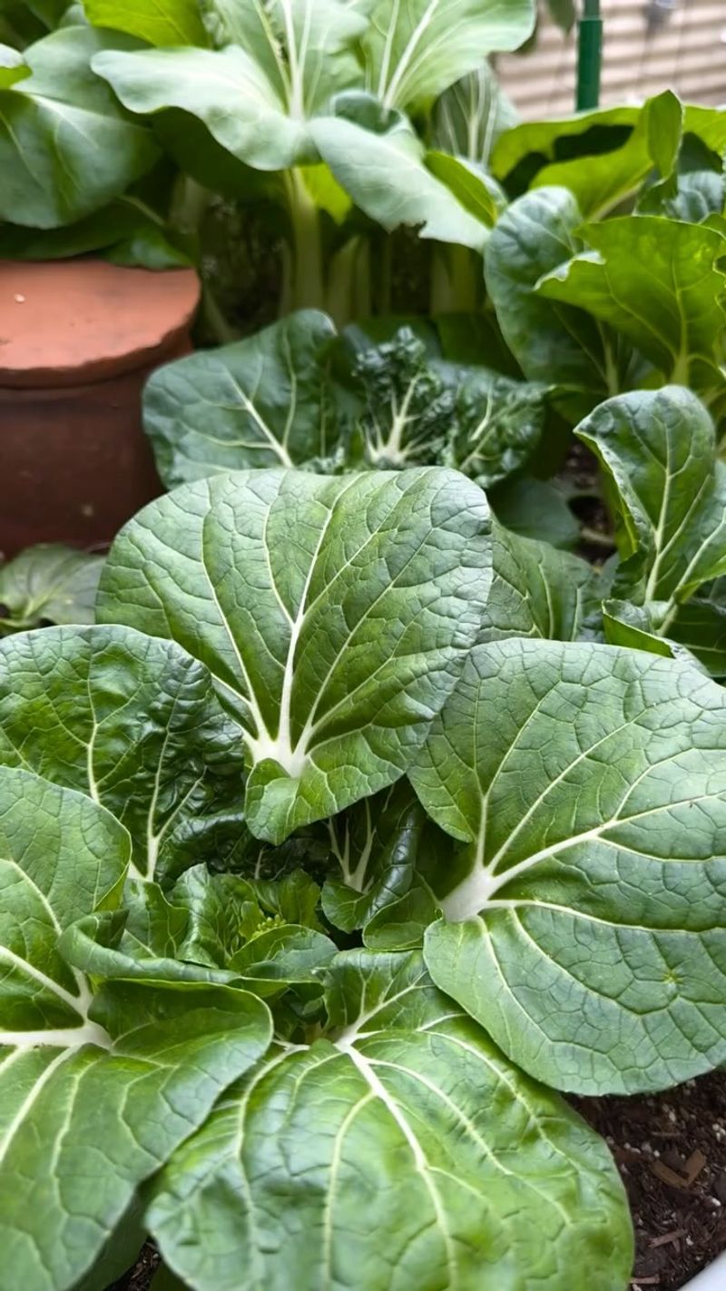 Asian Greens