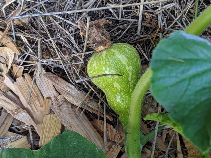 Winter Squash