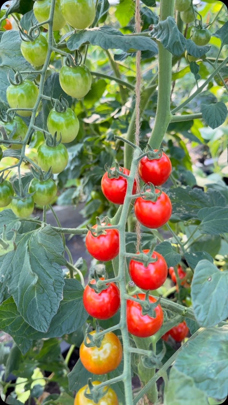 Cherry Tomatoes: Compact Fruit Factories