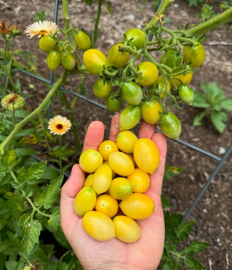Cherry Tomatoes - Fool-Proof Fruits