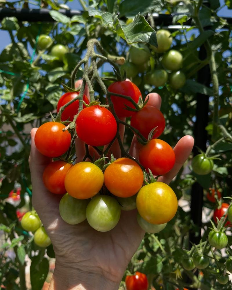 Cherry Tomatoes: The Generous Gem