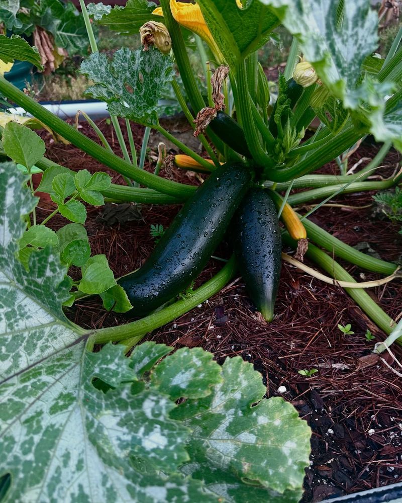 Zucchini