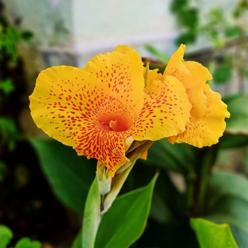 Yellow Canna (Canna 'Yellow King Humbert')
