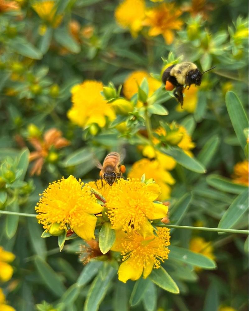 St. John's Wort