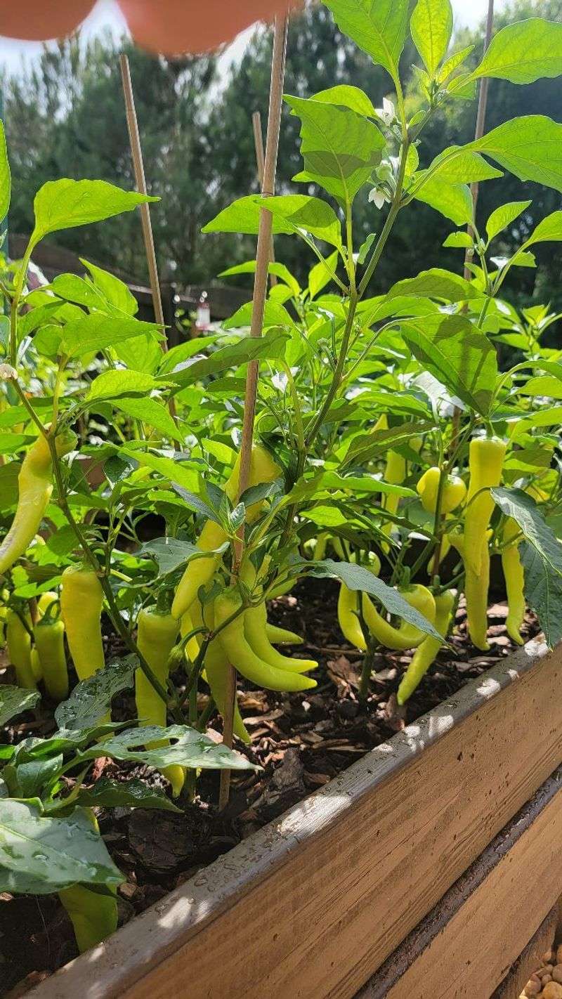 Banana Peppers