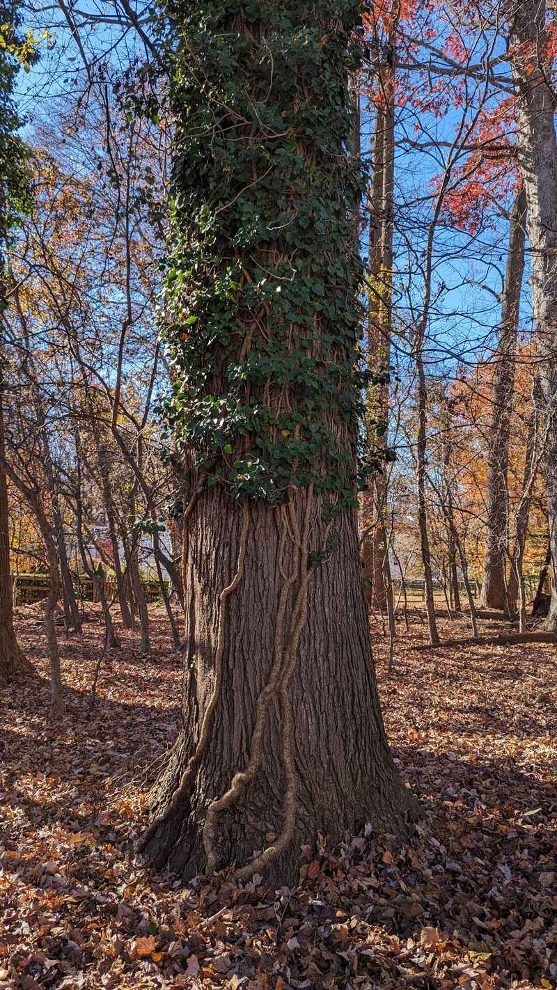 AVOID: Invasive English Ivy