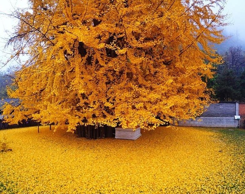 Ginkgo Tree