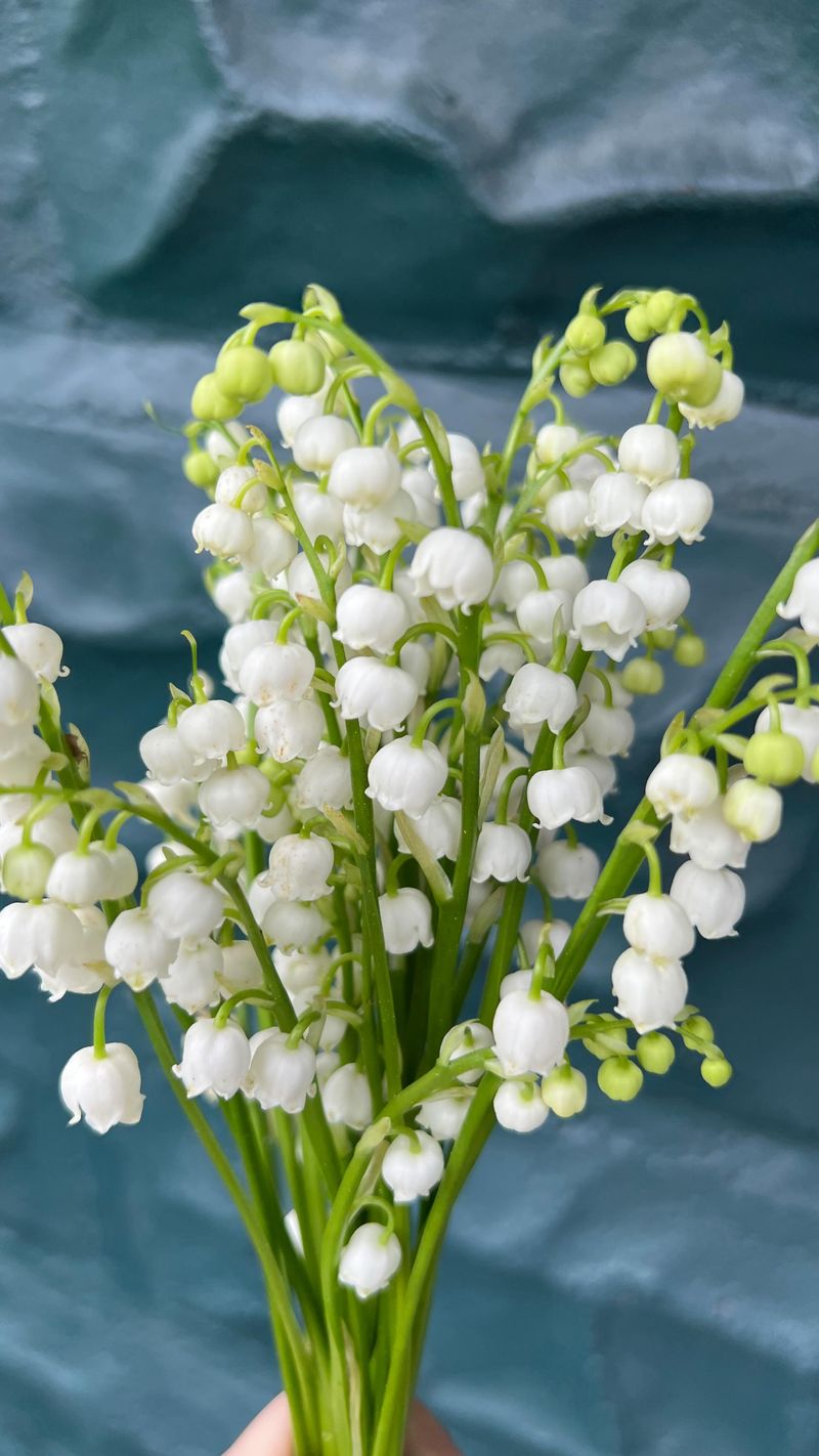 Lily of the Valley