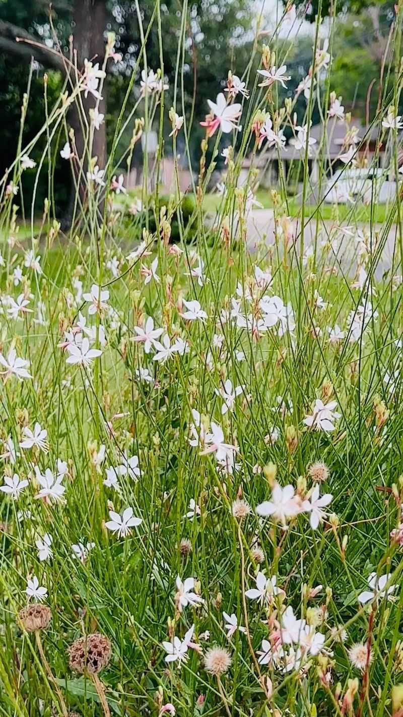 Gaura's Sunshine Requirement