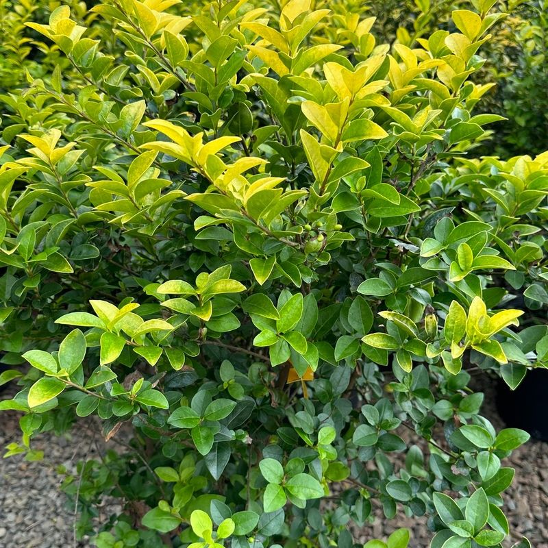 Privet