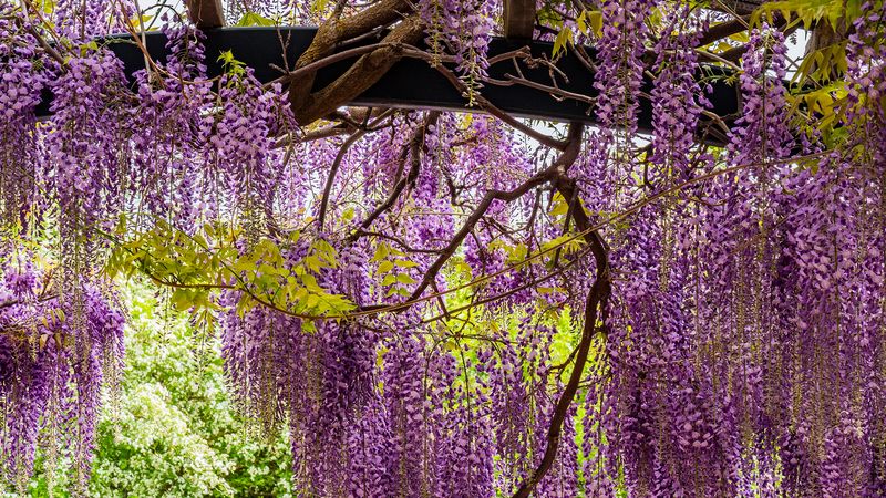 Chinese Wisteria's Beautiful Destruction