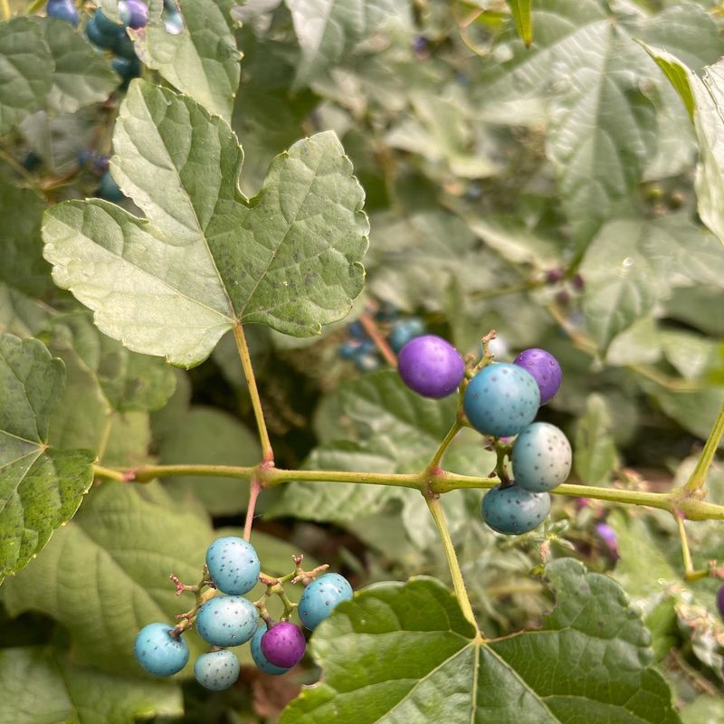 Porcelain Berry's Colorful Deception