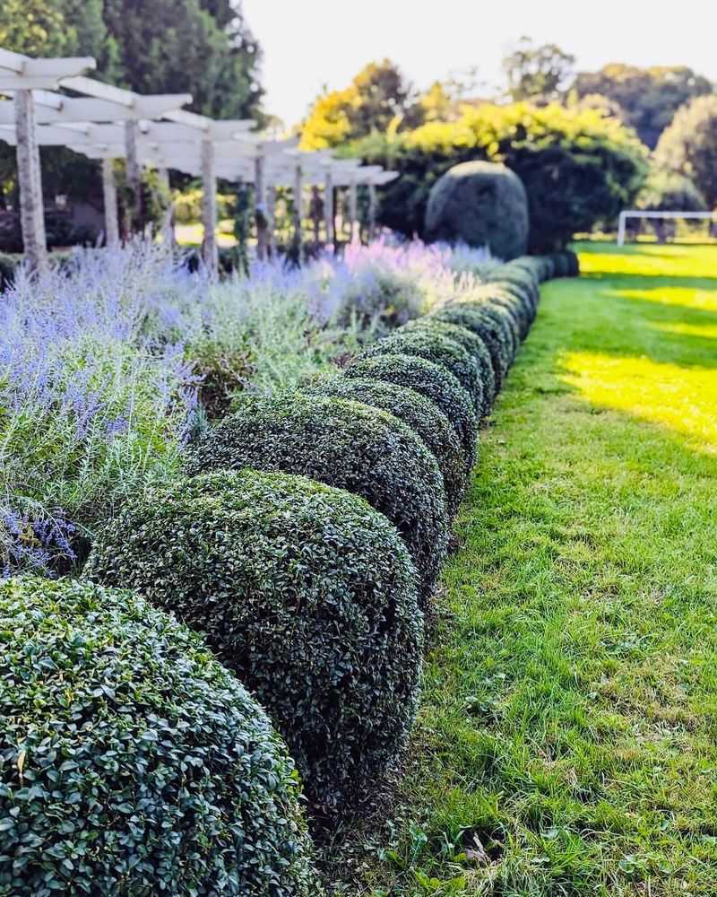 Boxwood