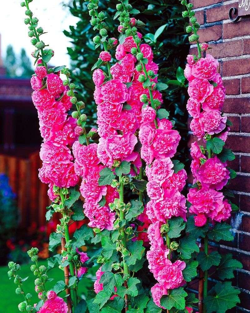 Hollyhocks