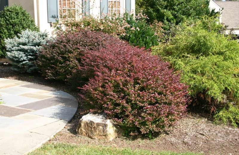 Japanese Barberry: Invasive Nightmare
