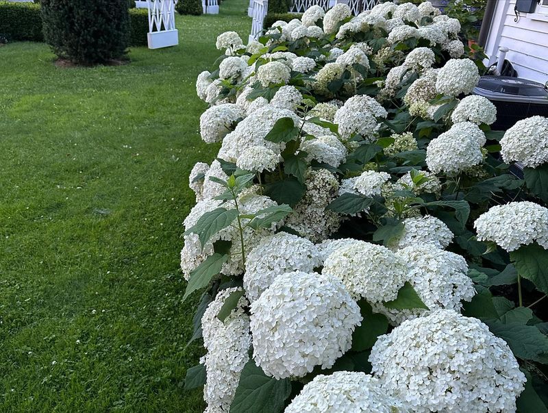 Hydrangea 'Annabelle'