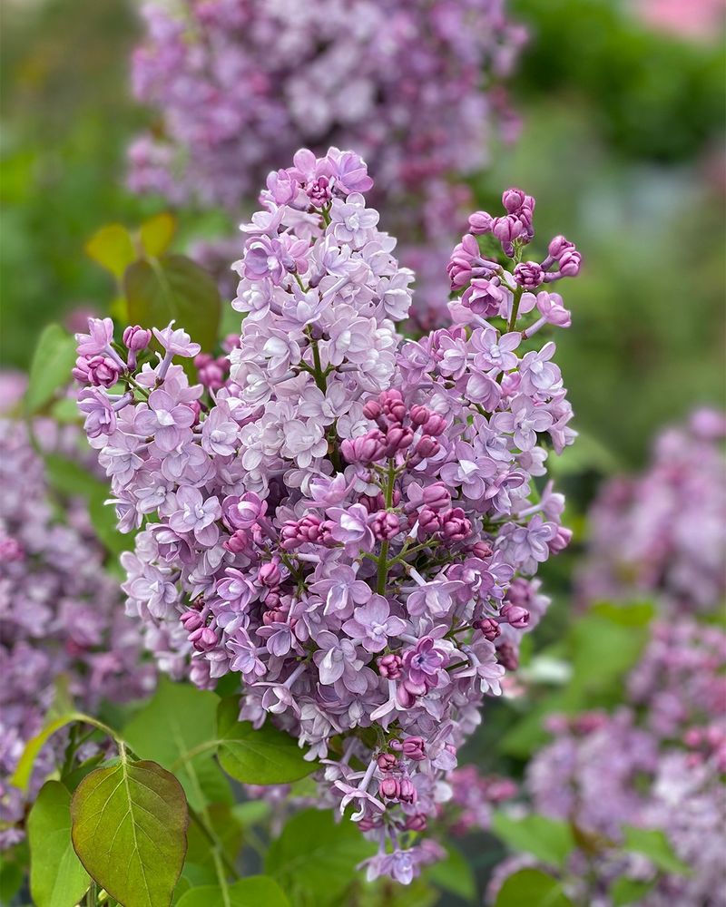 Lilac (Syringa)