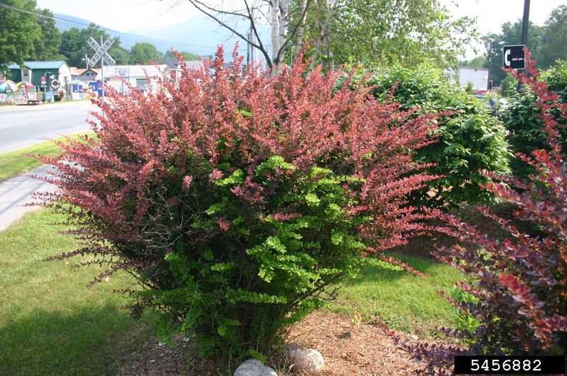 Japanese Barberry (Berberis thunbergii)