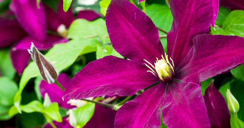 Clematis: Know Your Group First