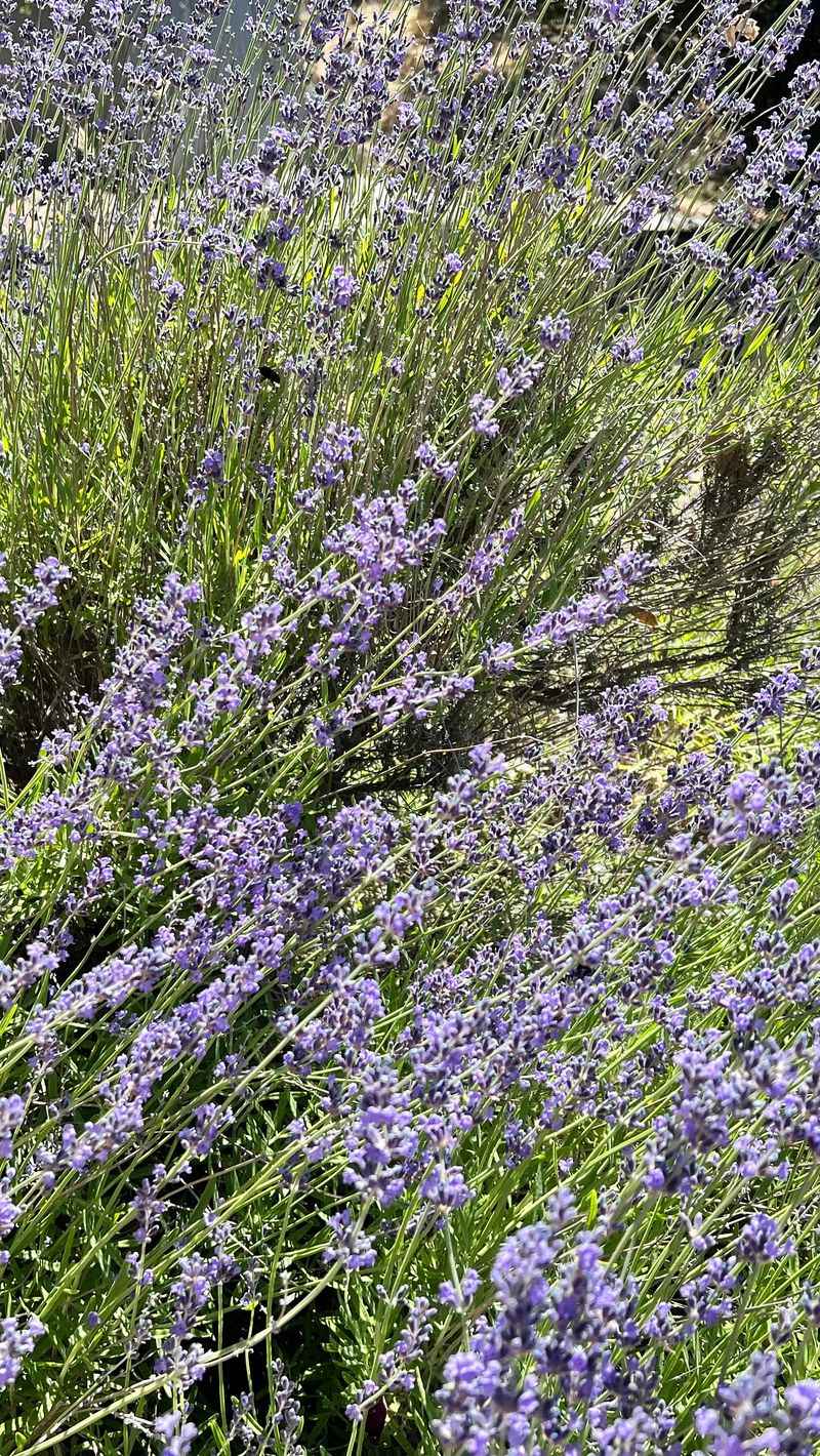 Lavender Languishes Without Light