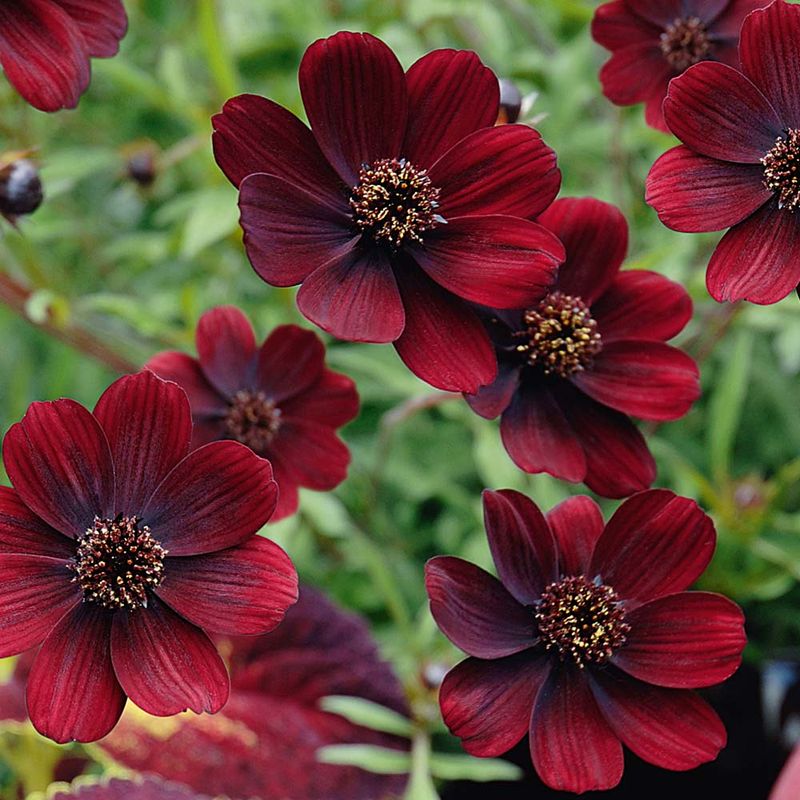 Chocolate Cosmos: Dessert-Scented Delight
