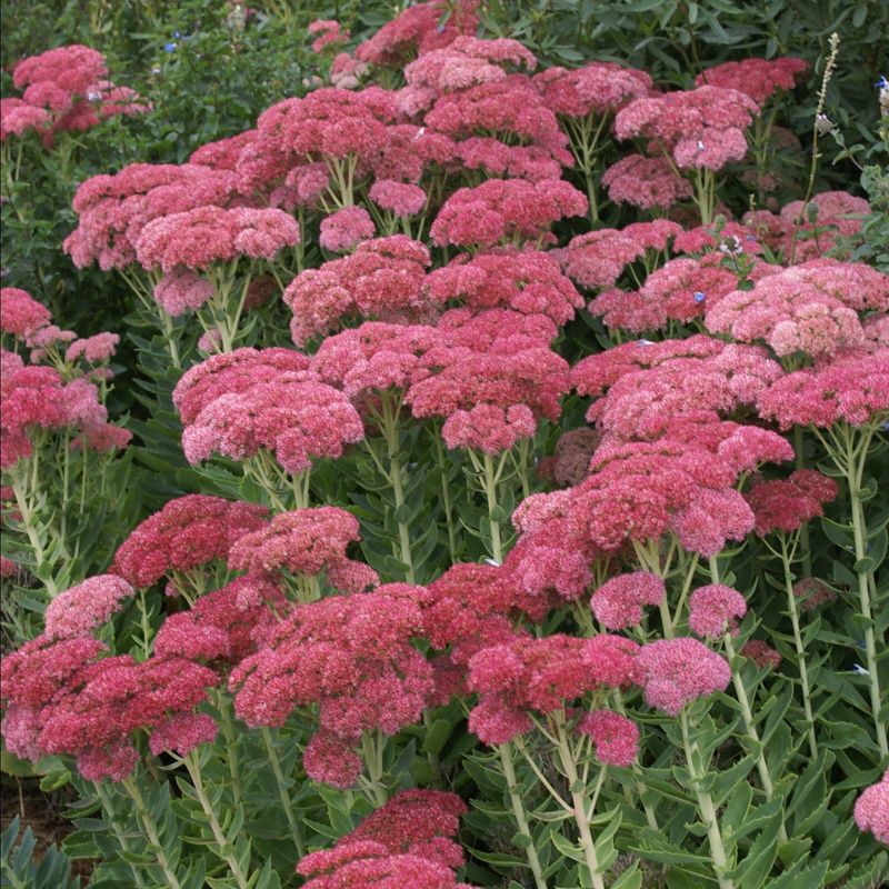 Sedum