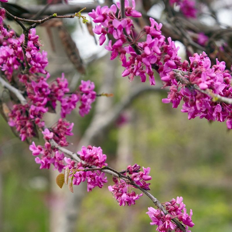 Eastern Redbud