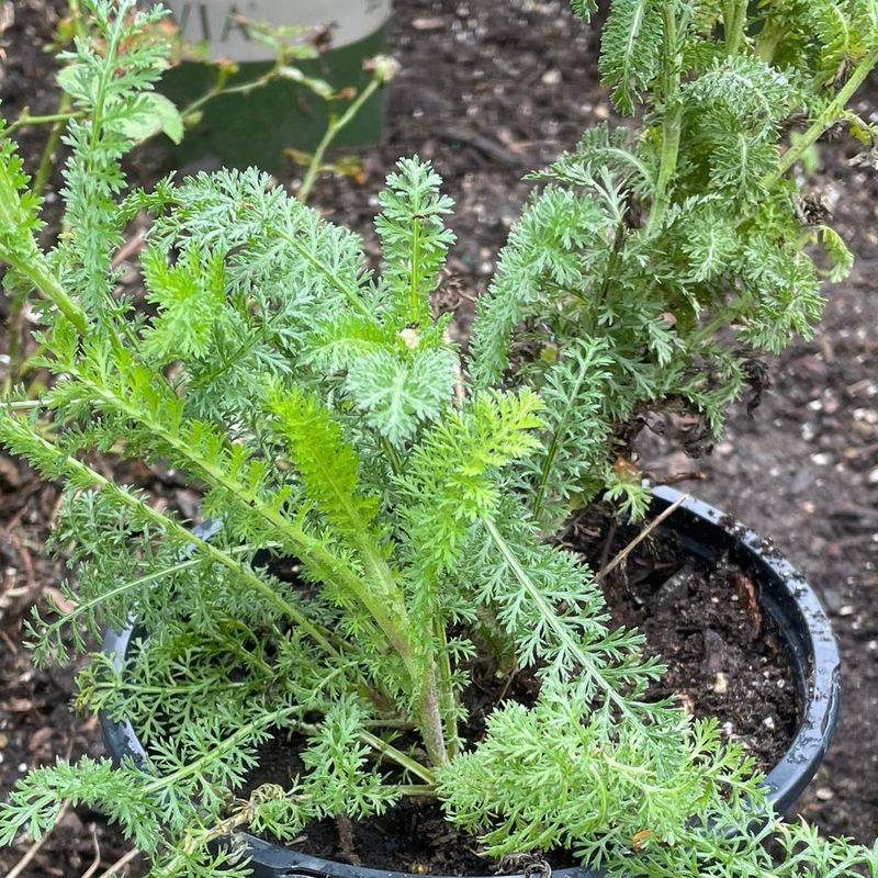 Yarrow Yearns for Open Ground